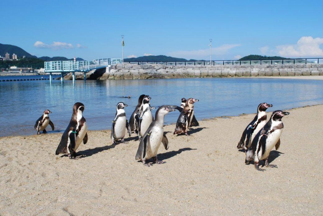 長崎企鵝水族館 長崎企鵝水族館