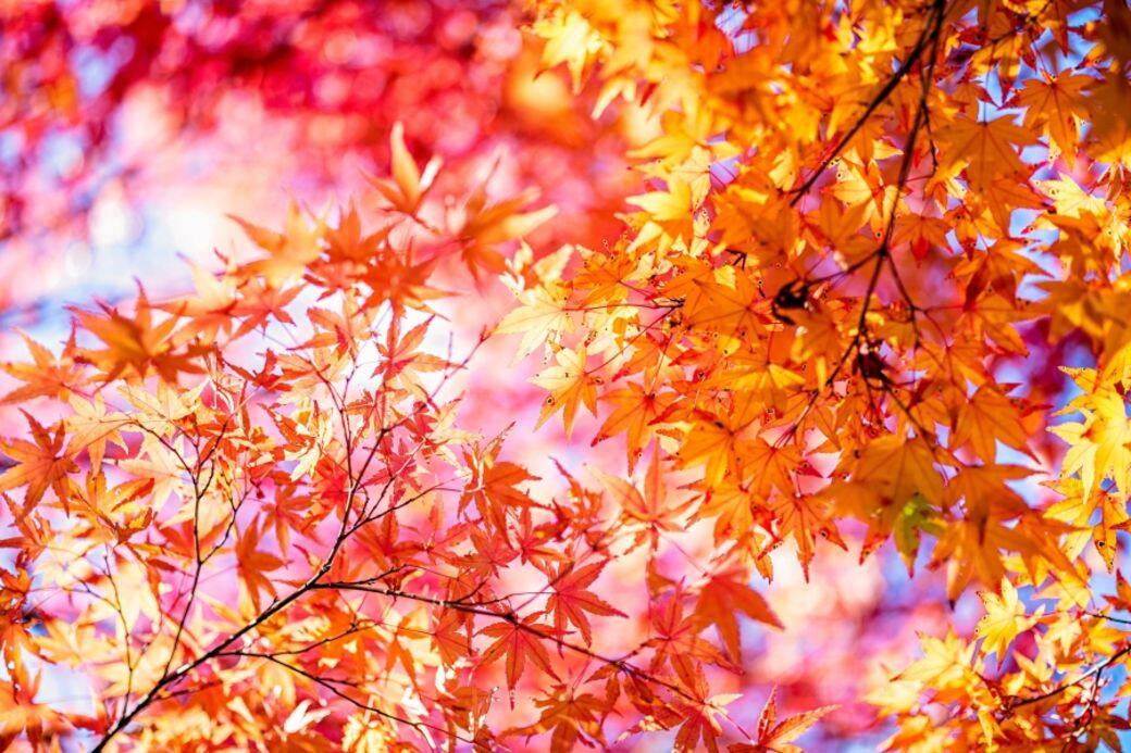 當溫度轉冷時,紅葉會提早出現 當溫度轉冷時,紅葉會提早出現