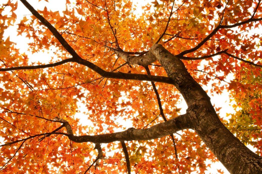 同場加映:香港紅葉如果不想出國到日本,其實香港也有賞紅葉的景點,以 同場加映:香港紅葉如果不想出國到日本,其實香港也有賞紅葉的景點,以