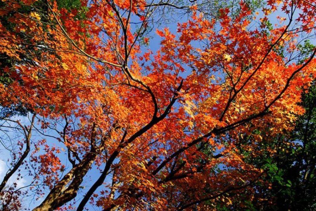 台北說到最著名的台北紅葉景點,一定是陽明山國家公園,每年吸引大批 台北說到最著名的台北紅葉景點,一定是陽明山國家公園,每年吸引大批