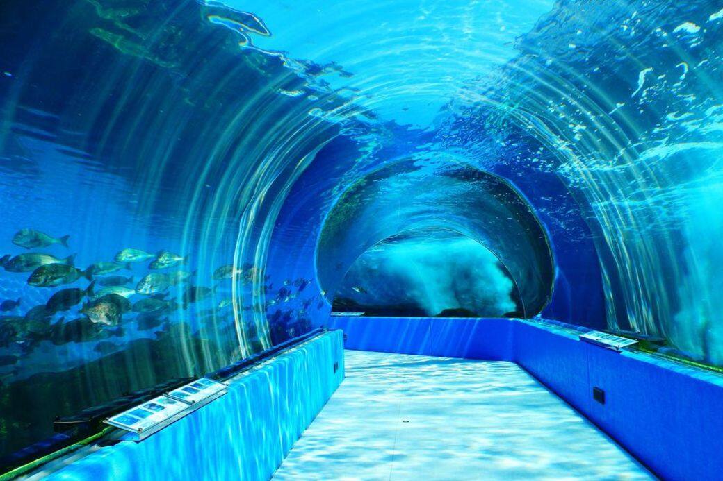 3. 日本最大海豚隧道:能登島水族館能登島水族館以擁有日本最大的海 3. 日本最大海豚隧道:能登島水族館能登島水族館以擁有日本最大的海