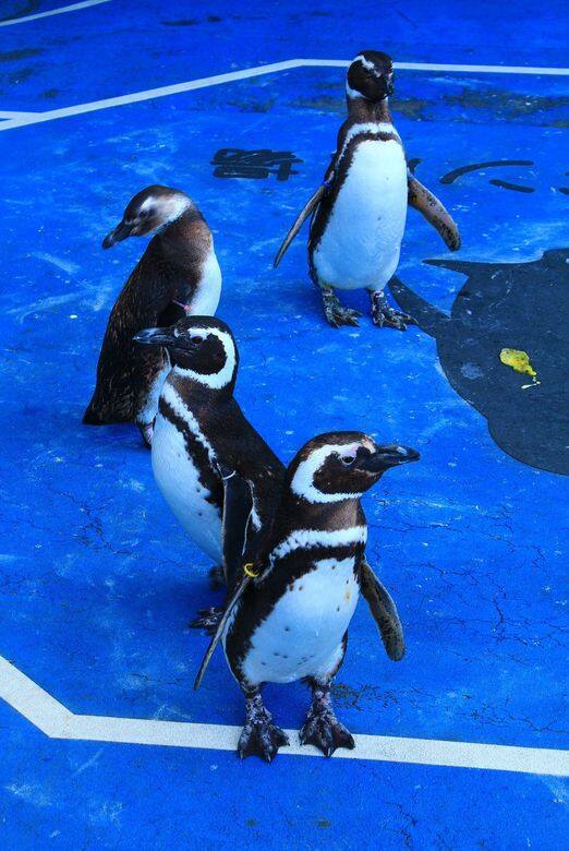 海豚海獅show、海獺餵食、陪企鵝散步等是館內的人氣節目,特別是陪伴企鵝 海豚海獅show、海獺餵食、陪企鵝散步等是館內的人氣節目,特別是陪伴企鵝
