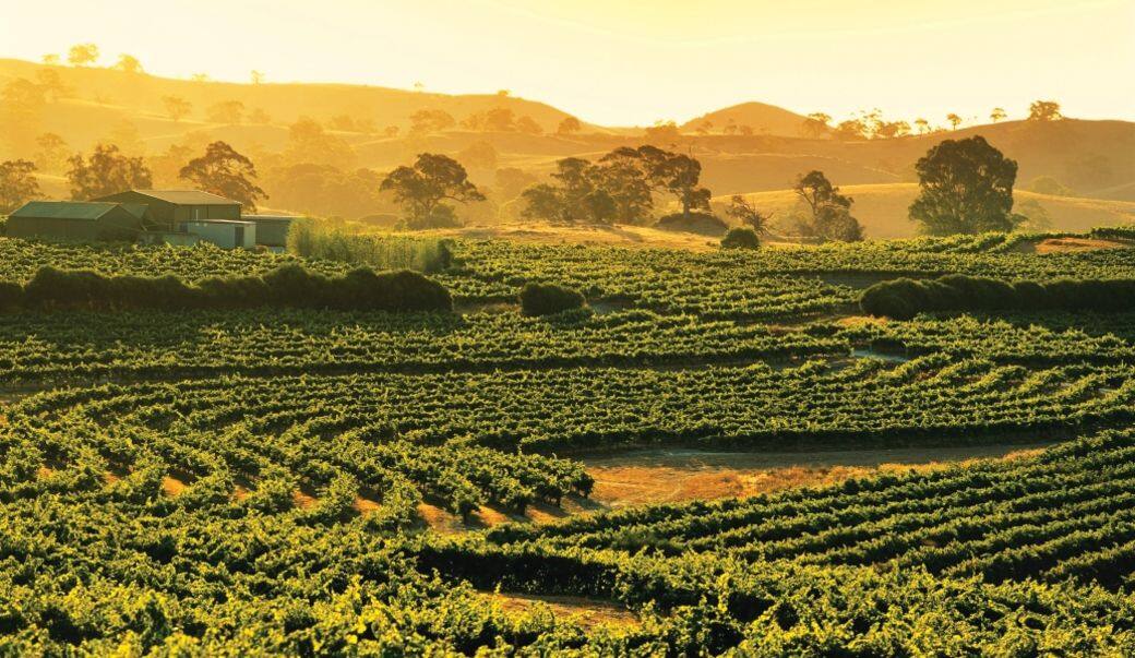Barossa Valley的葡萄園令人心曠神怡 Barossa Valley的葡萄園令人心曠神怡