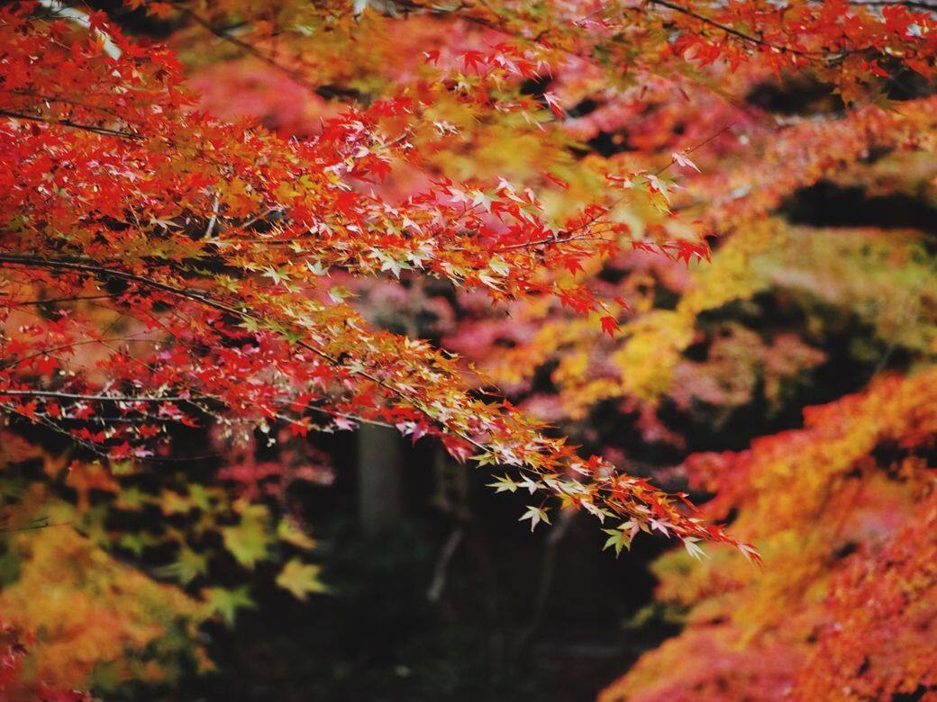 秋季打卡熱點!2019台北紅葉最佳景點推介 秋季打卡熱點!2019台北紅葉最佳景點推介