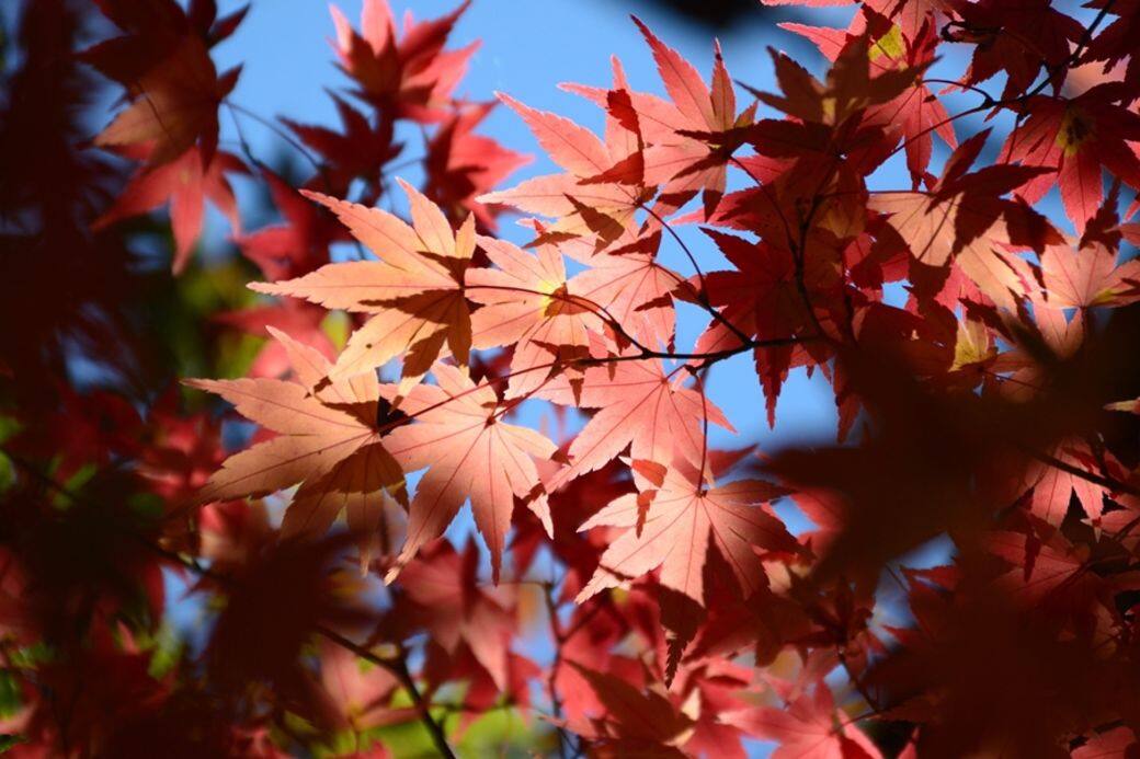 台北紅葉期比起日本及韓國較遲 台北紅葉期比起日本及韓國較遲
