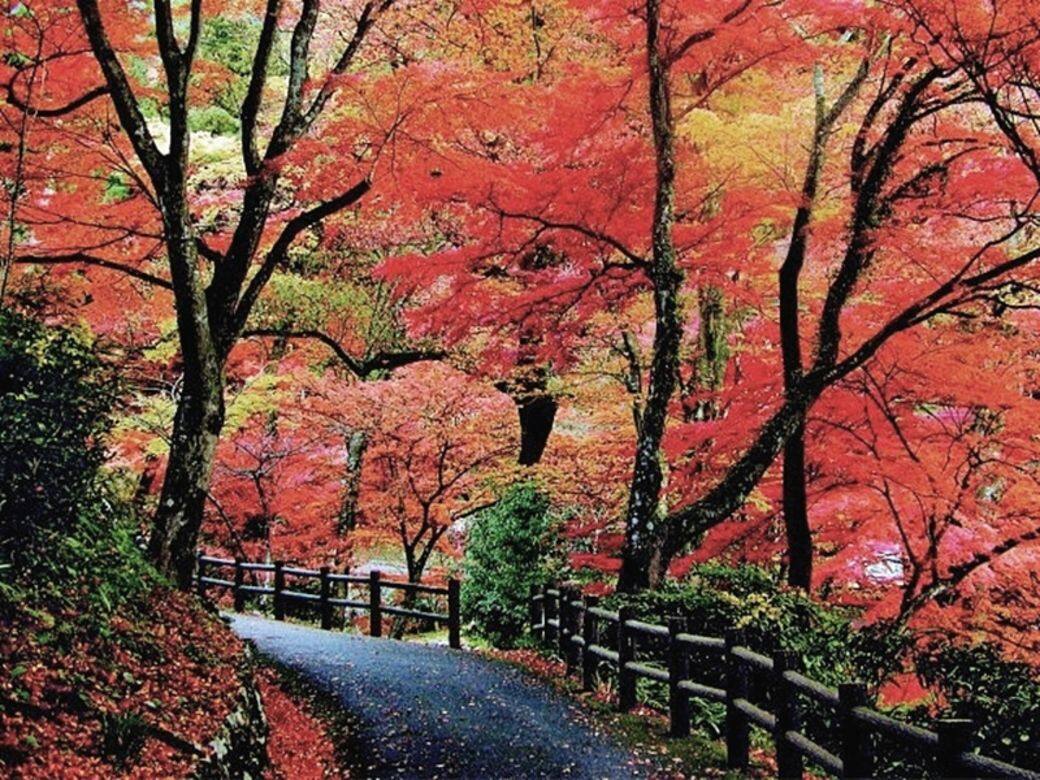 台北最著名的賞紅葉景點一定是陽明山國家公園 台北最著名的賞紅葉景點一定是陽明山國家公園