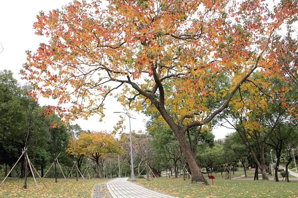 臺北紅葉12月 Pisani 臺北紅葉12月 Pisani