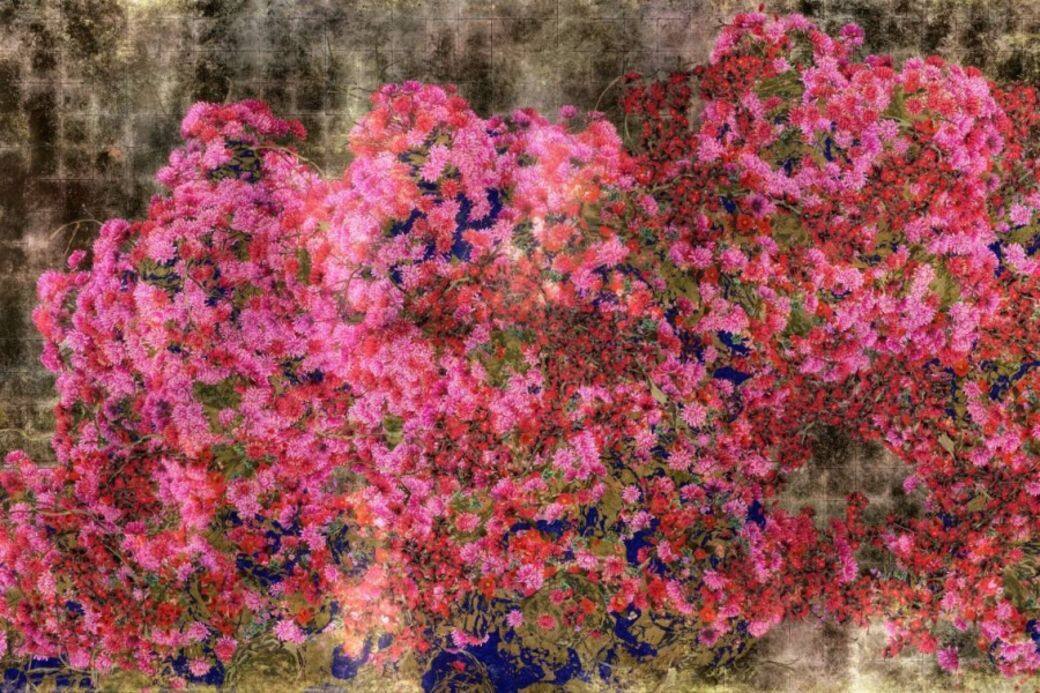 大自然花開花落 大自然花開花落