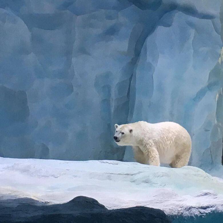 長隆海洋王國有超過10個動物展館和水族館,你可以近距離觀看可愛的 長隆海洋王國有超過10個動物展館和水族館,你可以近距離觀看可愛的