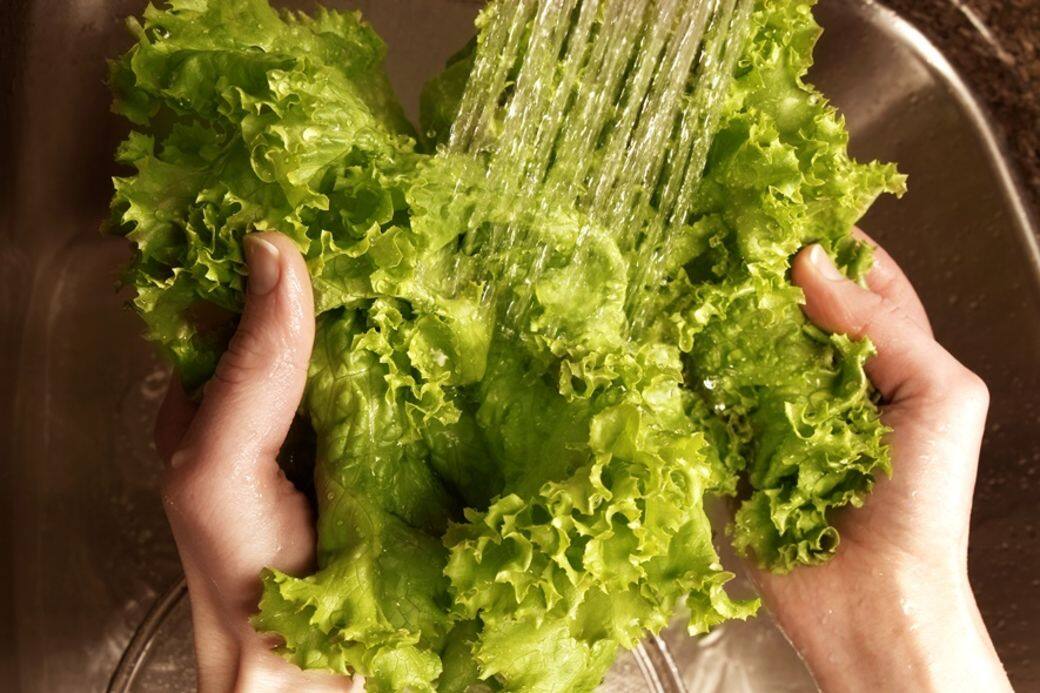 如果家中種植位置較寬廣,不妨種一下結球狀的生菜。買些生菜回來,摘去 如果家中種植位置較寬廣,不妨種一下結球狀的生菜。買些生菜回來,摘去