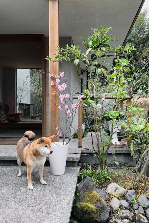 日本合作夥伴的柴犬與庭園。
