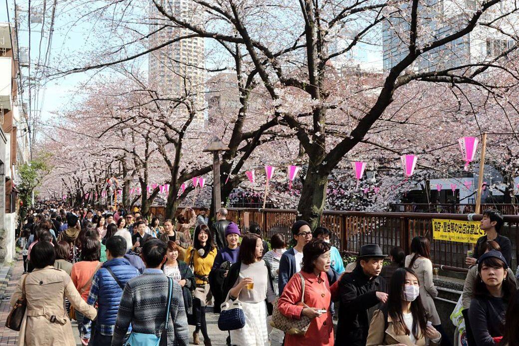櫻花, 日本, 東京, 大阪 櫻花, 日本, 東京, 大阪