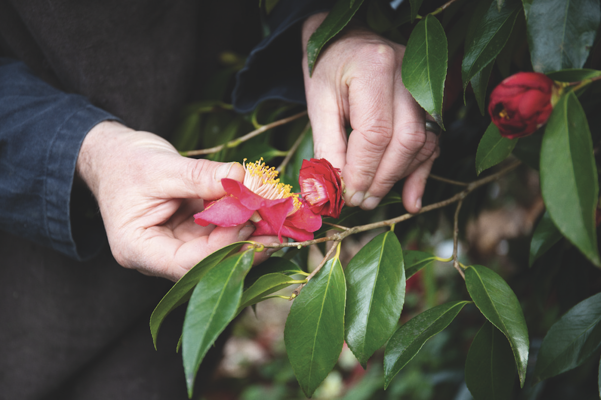 最熱門美容關鍵字:紅色山茶花 最熱門美容關鍵字:紅色山茶花
