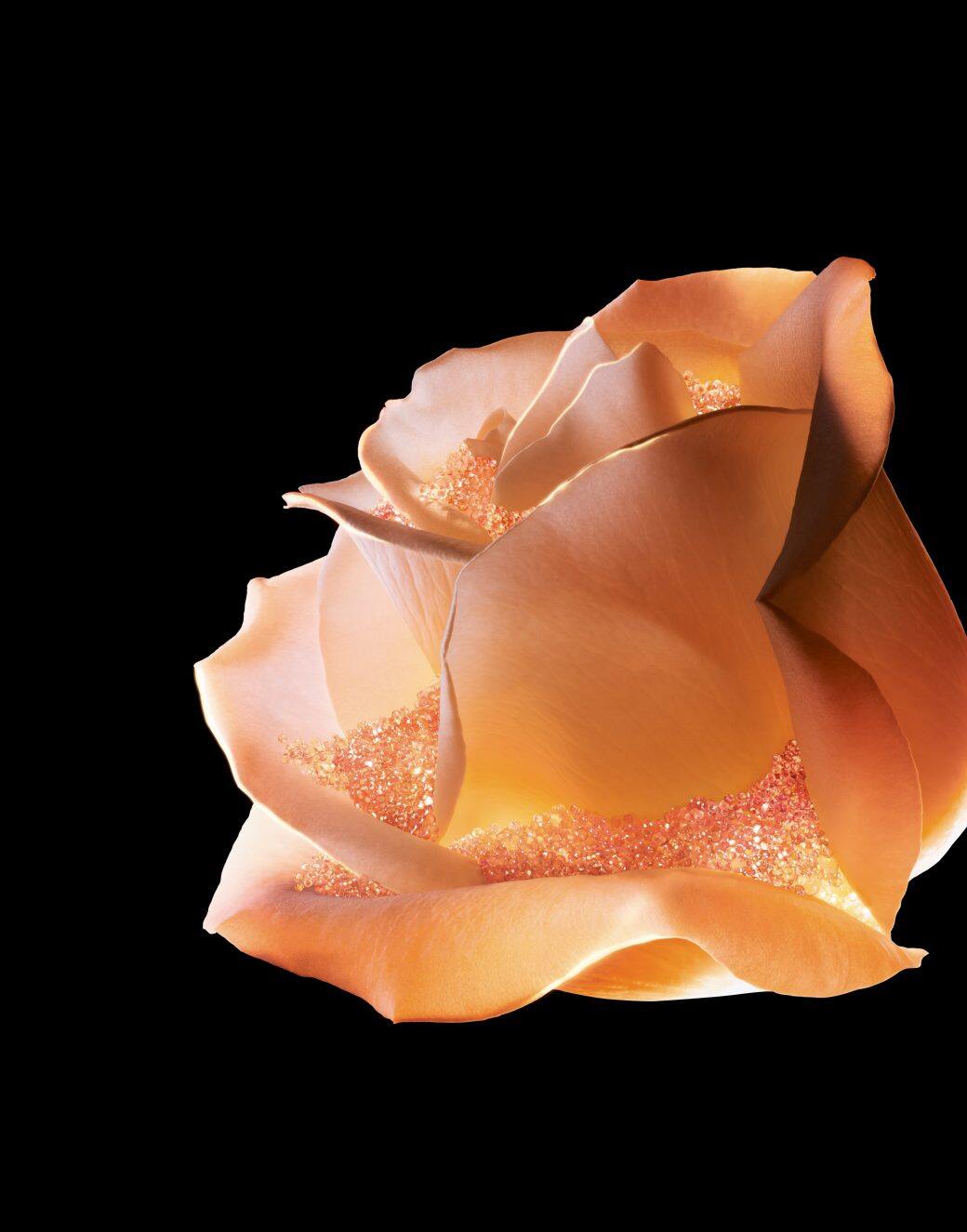 肌膚的「營養補充品」！ DIOR 玫瑰花蜜活養再生精華油給肌膚最好的養分