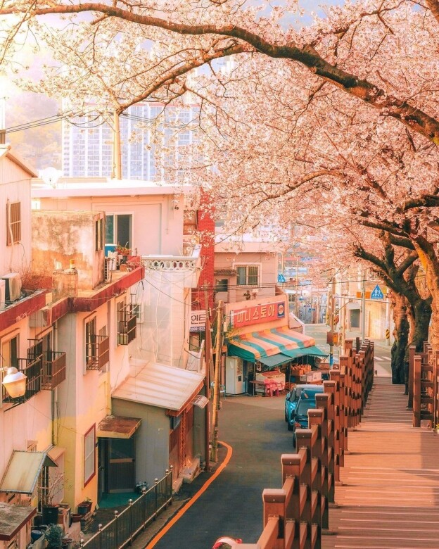 韓國賞櫻景點推介：3月底、4月去看釜山櫻花