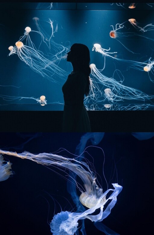 日本東京景點推介：陽光水族館「海月空感」