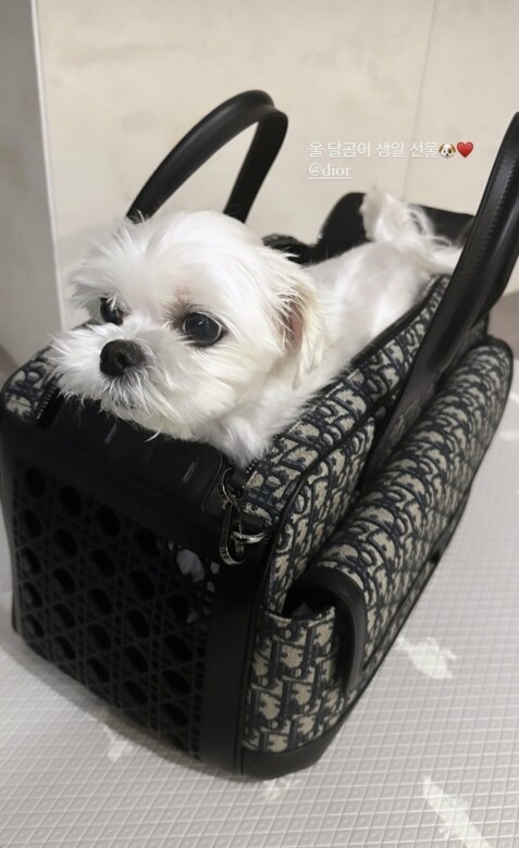 Dior送Jisoo狗狗超高價生日禮物！7個尊貴主子值得擁有的名牌寵物袋！