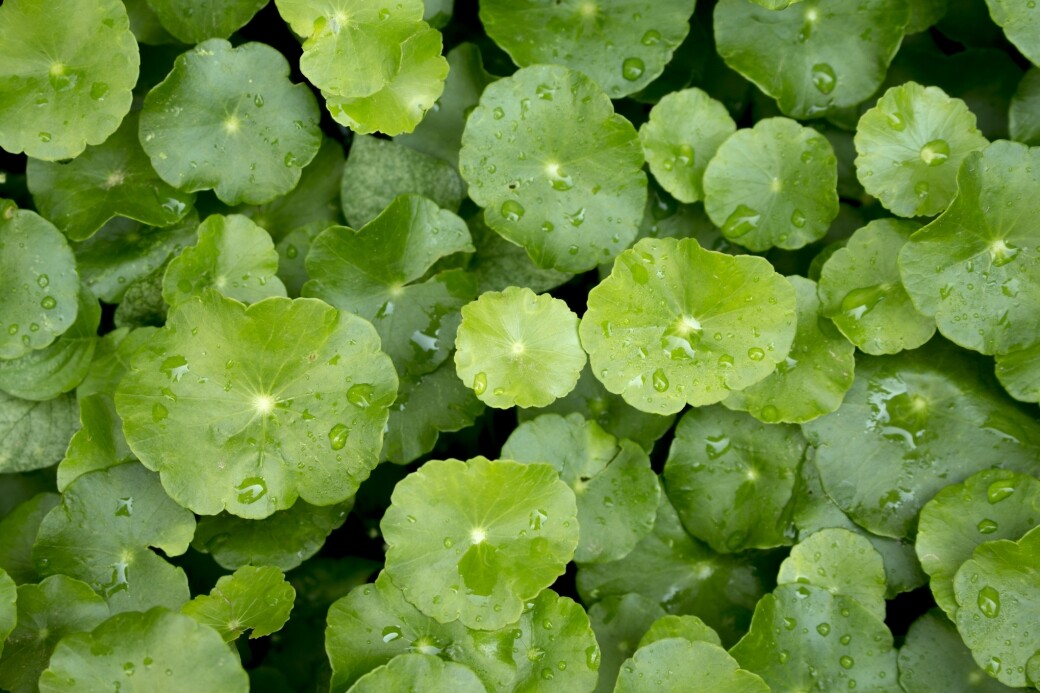 積雪草Centella Asiatica (CICA)，蘊含豐富的營養成分，有紓緩及修護等功效，成分温和而不