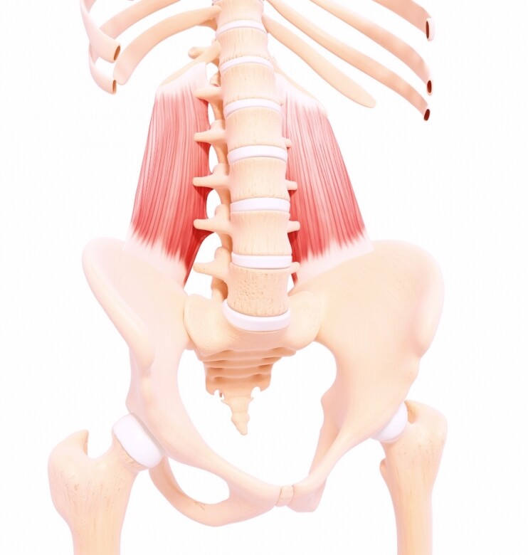 腰方肌是位於肋骨和髖骨之間的深層矩型肌肉，主要用作穩定脊柱和骨