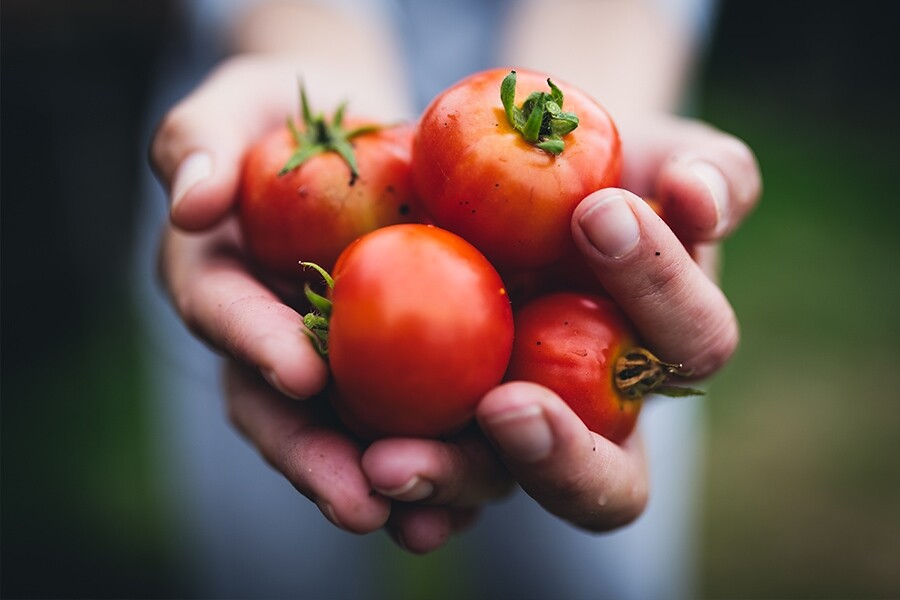 蕃茄中含有豐富的維他命C，能夠有效抑制酪氨酸酶（tyrosinase）的活性，令肌膚不