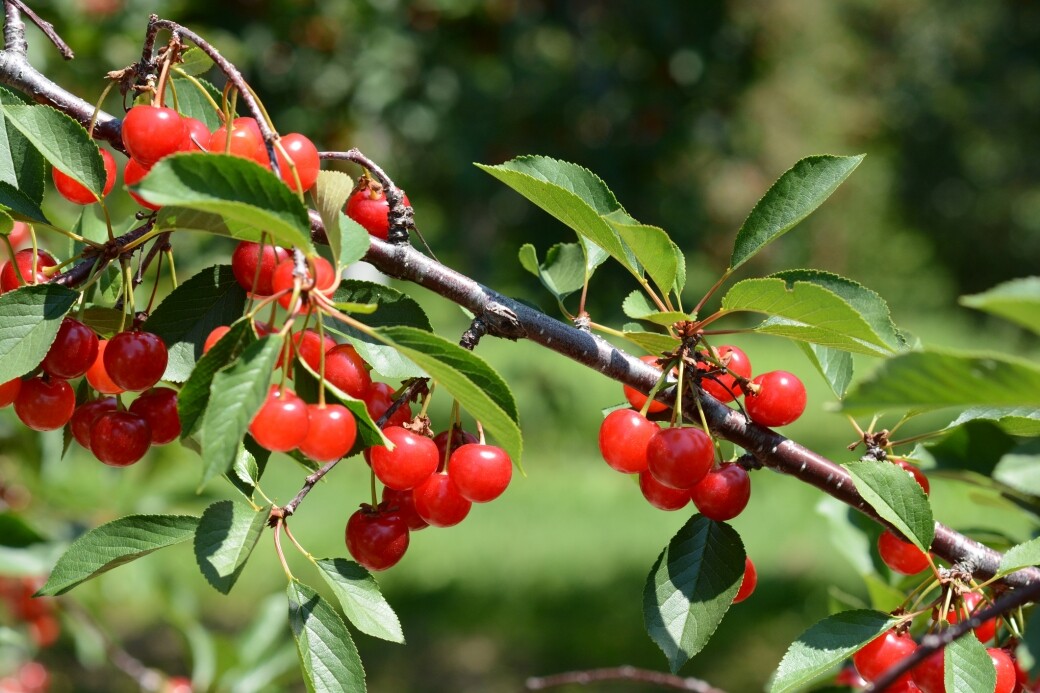 酸櫻桃汁（Tart Cherry）富含抗氧化物，更能抑制發炎情況及減輕運動後的肌肉酸
