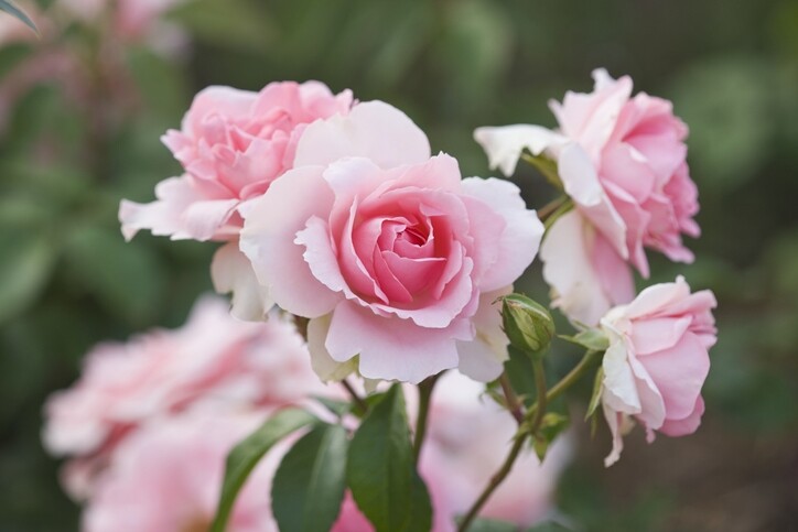 玫瑰絕對是廣為人熟悉的保濕成分，它有助於加強保濕，改善皺紋，對抗乾