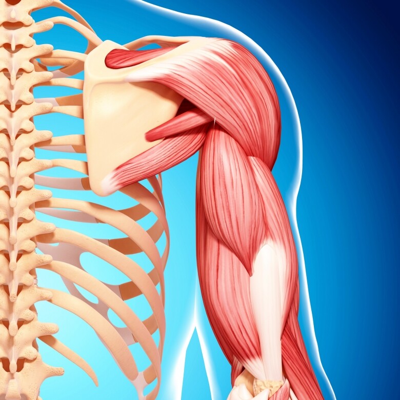 肩袖肌群包括岡上肌、岡下肌、小圓肌和肩胛下肌，改善低頭族的肩膊繃緊