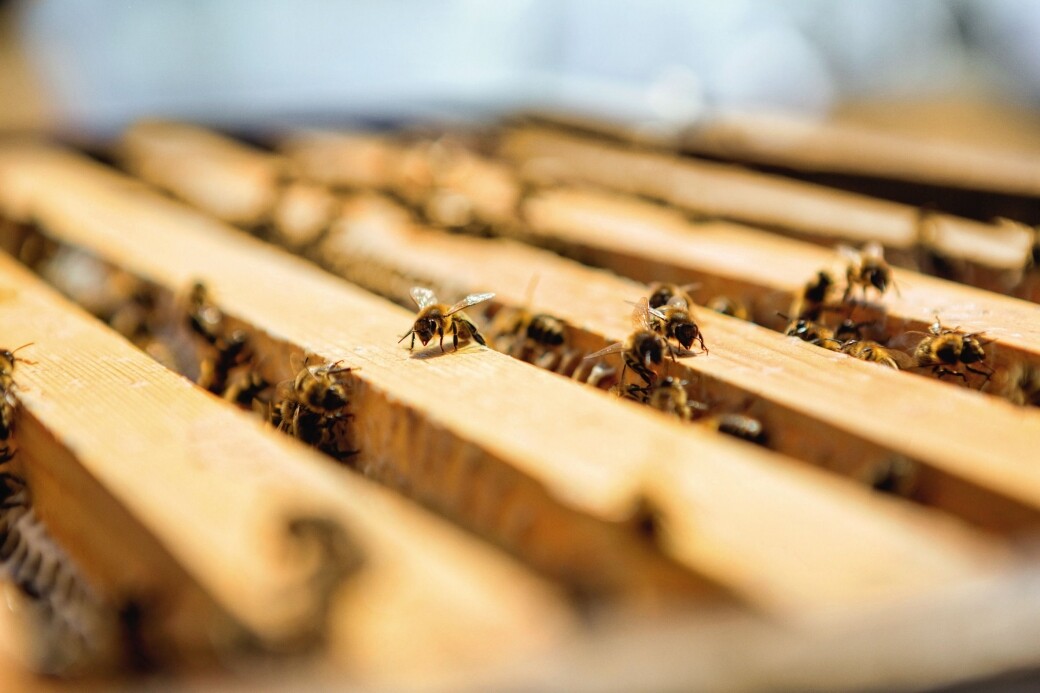 蜜蜂不僅是GUERLAIN的象徵，更與大自然永恆的連結，也成就我們可持續發展的