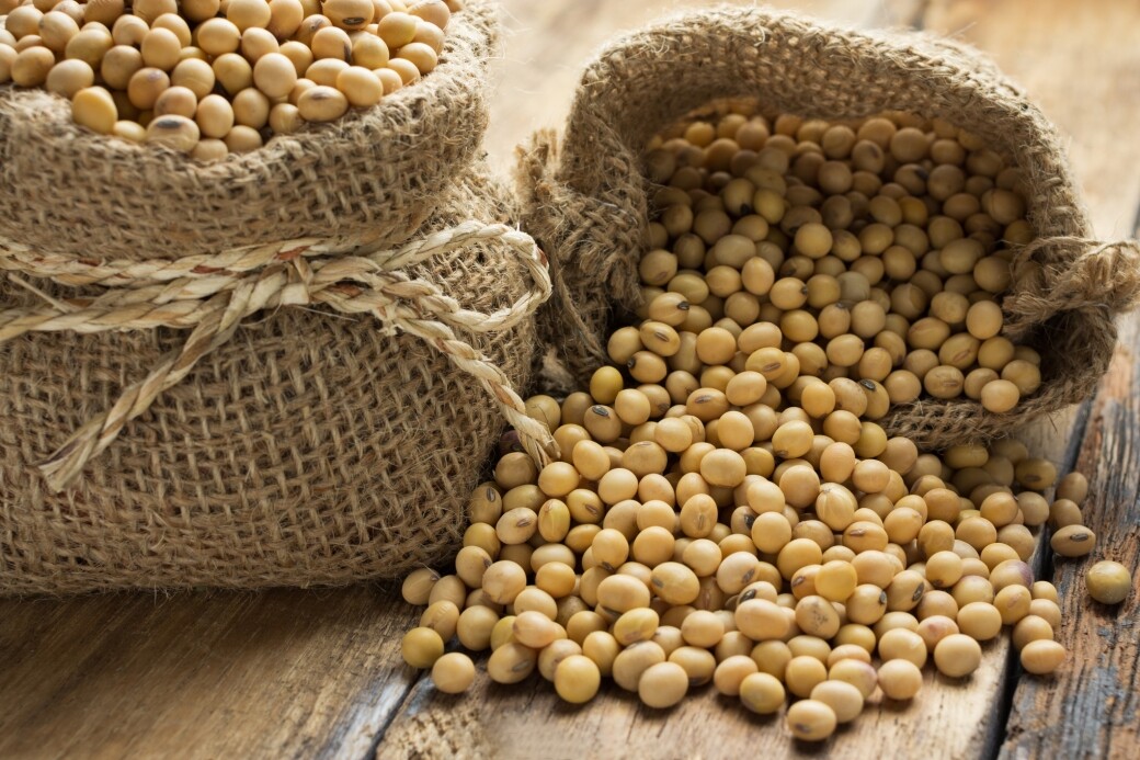 作為植物來源的蛋白質，黃豆含有所有必需的蛋白質，而且營養價值十分