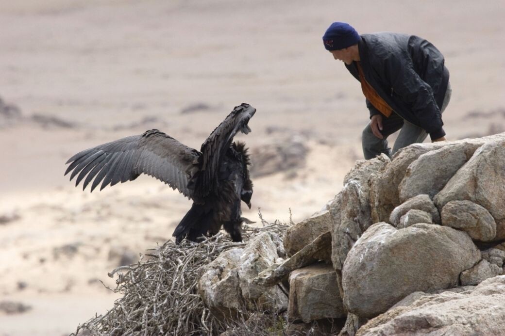蒙古大漠隨處是珍禽異獸，包括與居民為伴的大鷹。