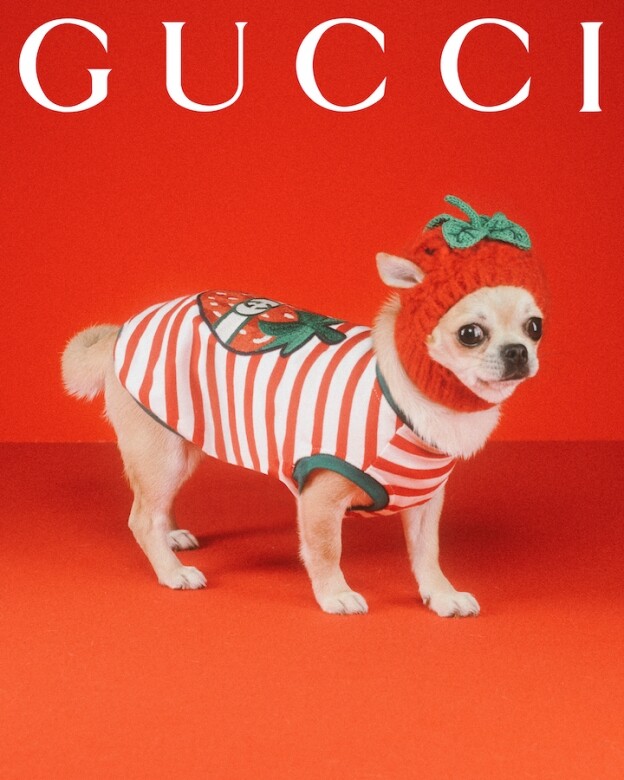 Gucci Pet Collection寵物系列