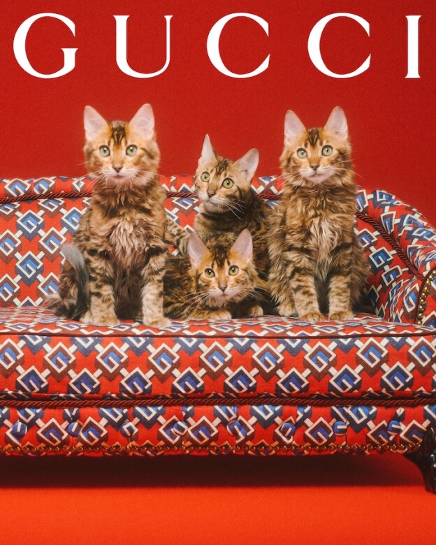 Gucci Pet Collection寵物系列