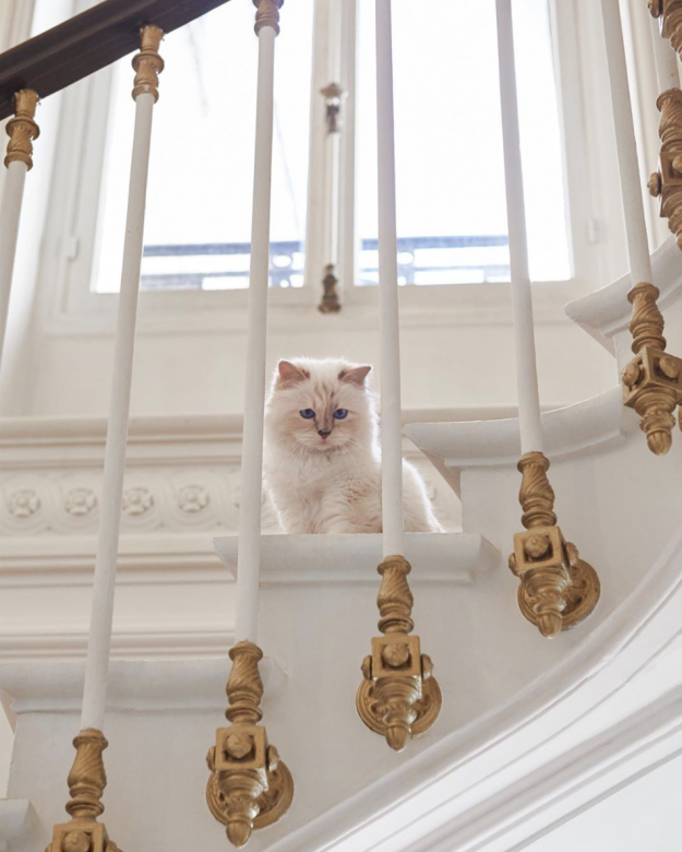 遺產留給了 Choupette 的管家Karl 在巴黎郊外的這棟奢華別墅裏，只住一隻貓咪和