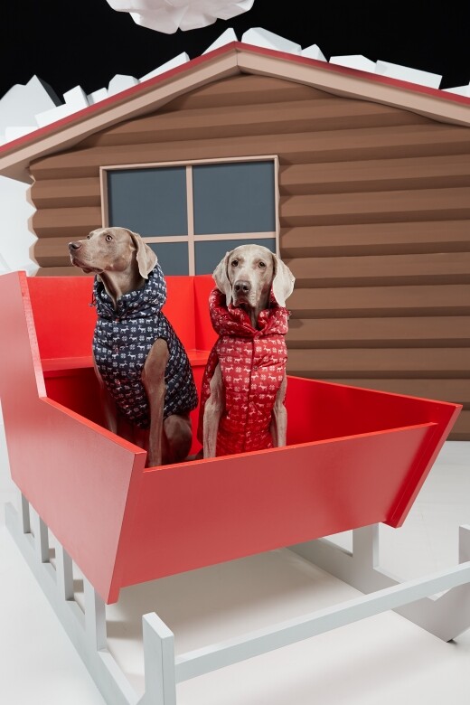 Moncler與Poldo Dog Couture愛寵系列已於本月11月14日公開發售。加上聖誕將近，還不為