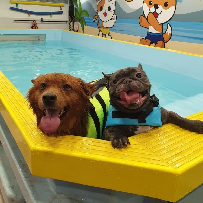 謝影雪身為運動員，亦希望自己的狗狗能成大器，更特意為小狗報讀游泳
