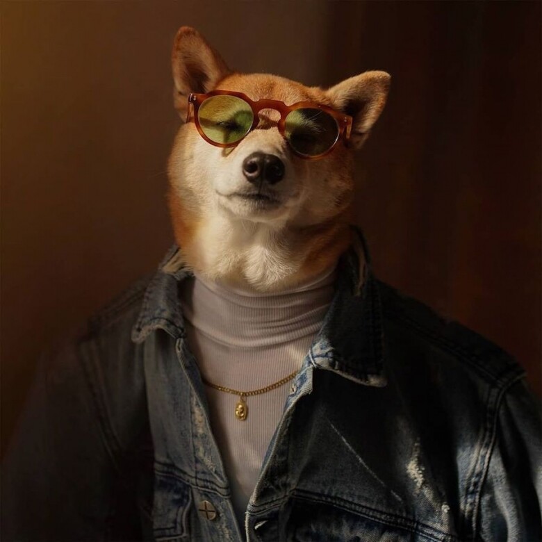 被稱為男裝犬（Menswear Dog）的Bodhi是一隻柴犬，在Instagram上、牠身穿西裝、領帶和眼鏡，以一