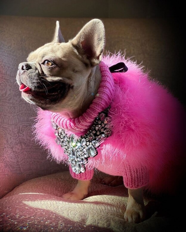 Elsa是法國鬥牛犬（女），居住在美國德克薩斯州，擅長透過添加一條圍巾、頸鍊