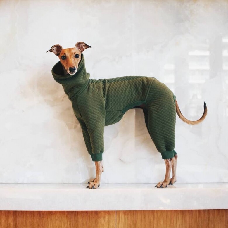 Iggy 是一隻狗仔modle，被Buzzfeed評為「加拿大最會打扮的狗」，Iggy 是一隻格力犬，在2014年