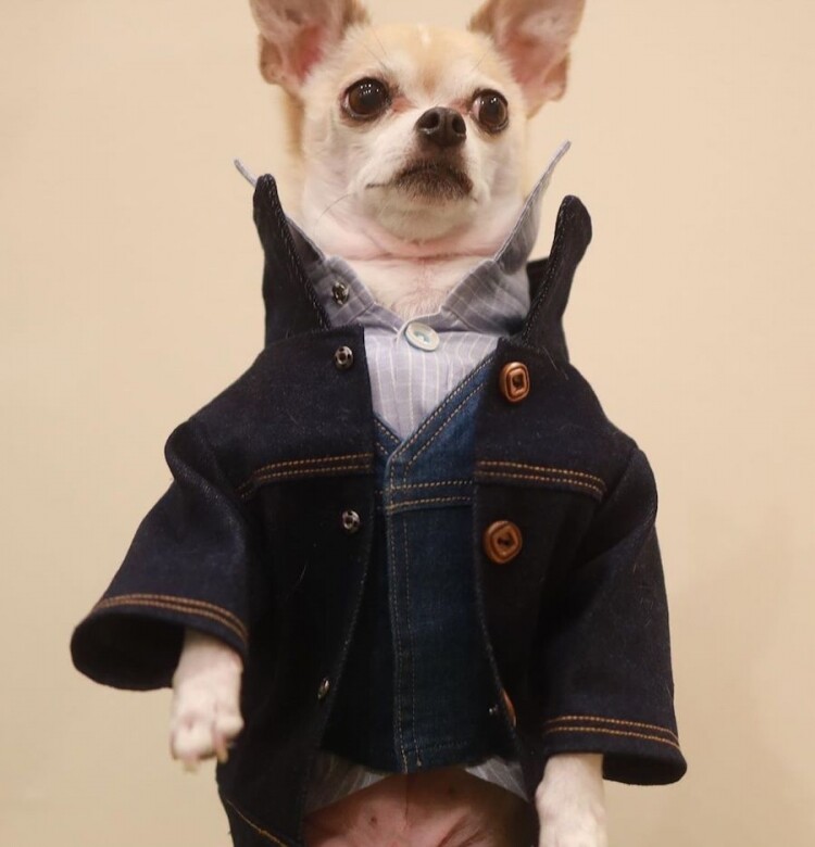 沒錯，小狗也會日系穿搭，這隻居於日本的芝娃娃紋次郎就是穿男裝的穿