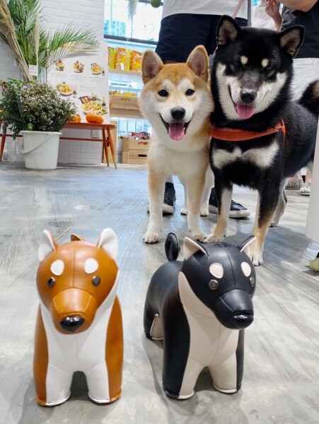 香港區—HAPi 寵物友善餐廳 cafe pet friendly