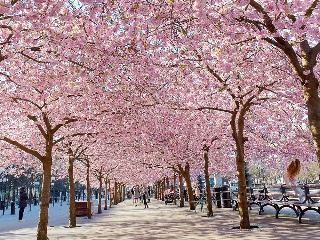 【賞櫻季節好去處】六大歐洲美加櫻花打卡景點推介！