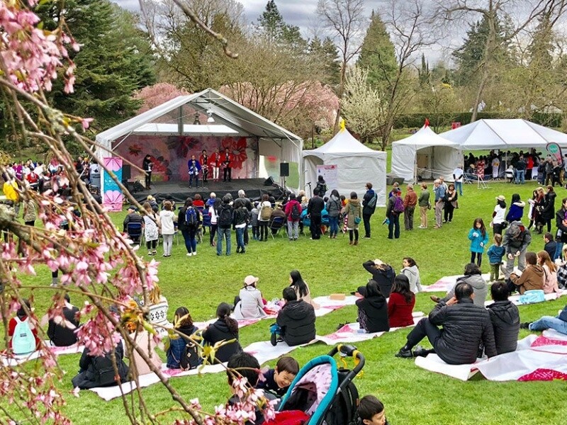 不得不提的還有由4月2日至4月26日盛大舉行的加拿大溫哥華櫻花