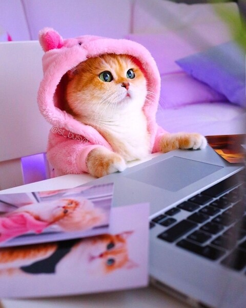 IG Instagram Cat cute 貓 貓咪 可愛 Busya