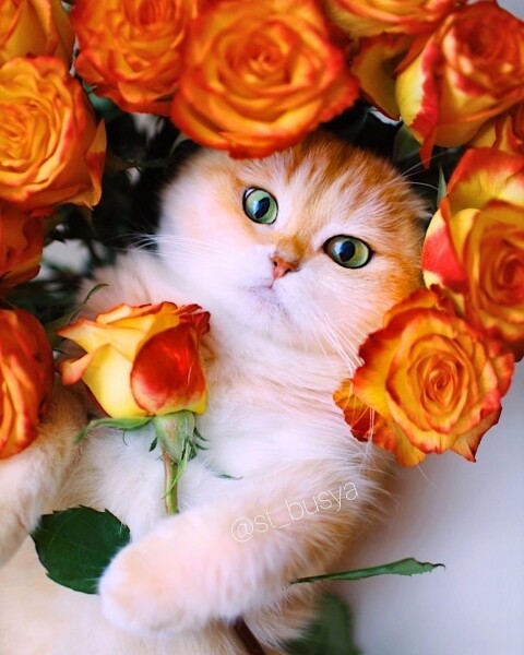Busya IG Instagram Cat cute 貓 貓咪 可愛