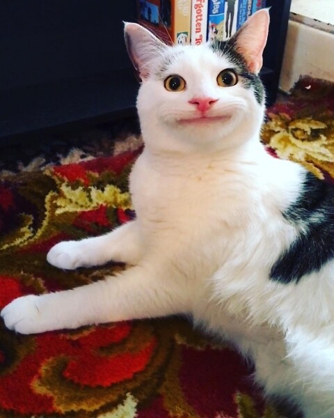 禮貌貓Ollie Polite Cat IG Instagram Cat cute 貓 貓咪 可愛
