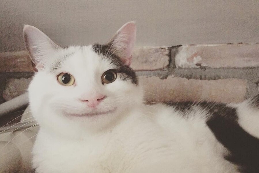 IG Instagram Cat cute 貓 貓咪 可愛 Polite Cat