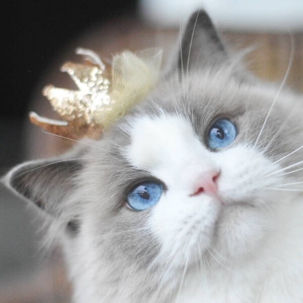 IG Instagram Cat cute 貓 貓咪 可愛 Aurora