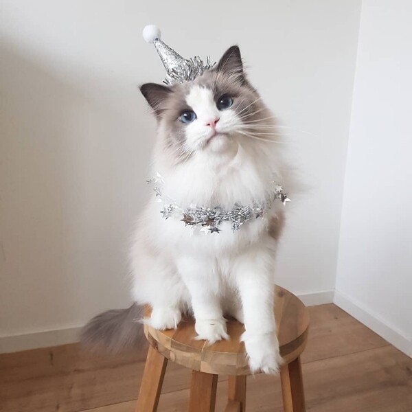 Aurora IG Instagram Cat cute 貓 貓咪 可愛