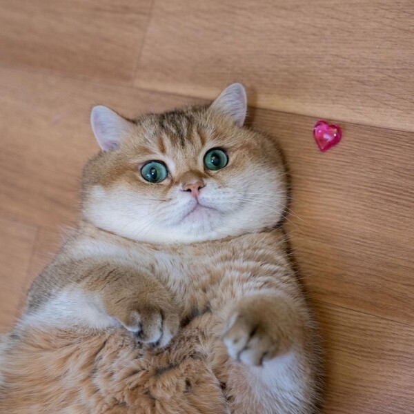 IG Instagram Cat cute 貓 貓咪 可愛 Hosico