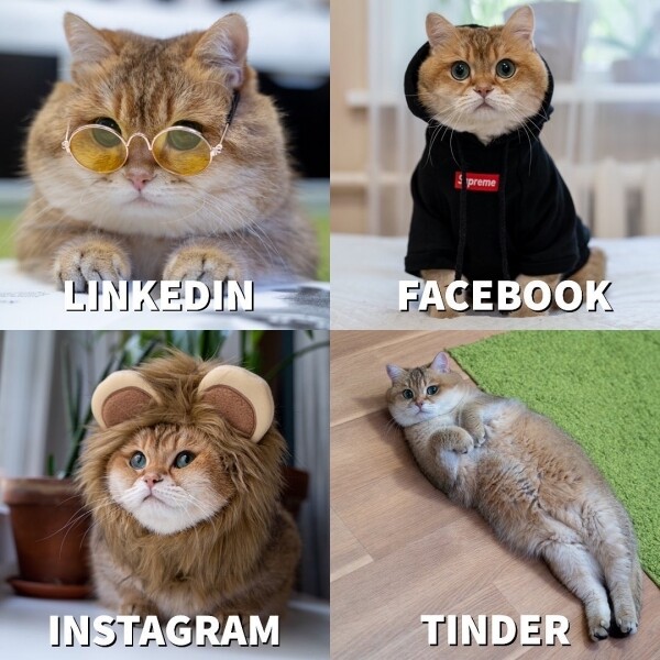 Hosico IG Instagram Cat cute 貓 貓咪 可愛